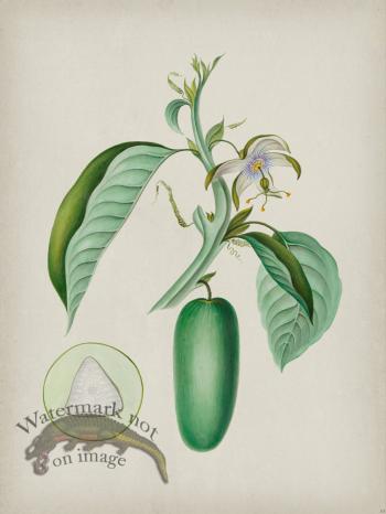 Andean Botanicals 010